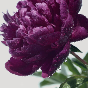 Photographie intitulée "Flower_19109" par Michael Vdovin, Œuvre d'art originale, Photographie numérique