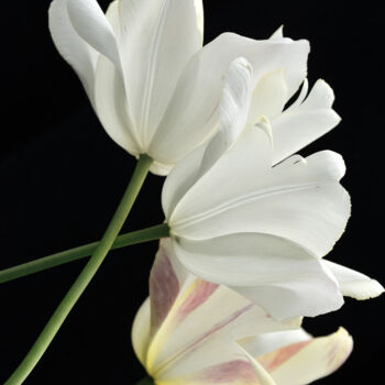 Photographie intitulée "Flower_19482" par Michael Vdovin, Œuvre d'art originale, Photographie numérique