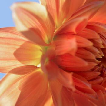 Photographie intitulée "Flower_13034" par Michael Vdovin, Œuvre d'art originale, Photographie numérique