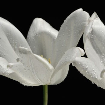 Photographie intitulée "Flower_19694" par Michael Vdovin, Œuvre d'art originale, Photographie numérique