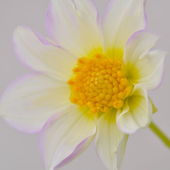 Photographie intitulée "Flower_13286" par Michael Vdovin, Œuvre d'art originale, Photographie numérique