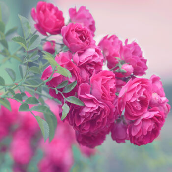 Фотография под названием "Flower_13201" - Michael Vdovin, Подлинное произведение искусства, Цифровая фотография