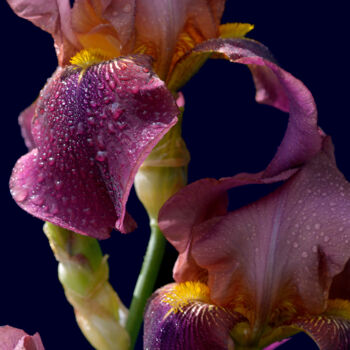 摄影 标题为“Flower_17547” 由Michael Vdovin, 原创艺术品, 数码摄影