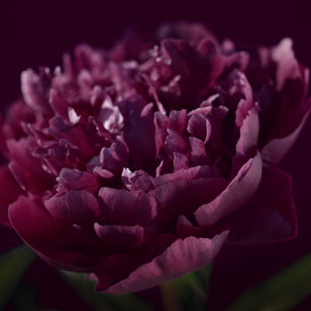 Fotografie getiteld "Flower_18917" door Michael Vdovin, Origineel Kunstwerk, Digitale fotografie