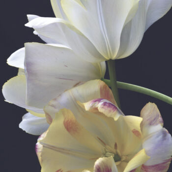 Photographie intitulée "Flowerissimo_19055" par Michael Vdovin, Œuvre d'art originale, Photographie numérique