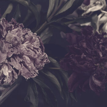 "Flowerissimo_17431" başlıklı Fotoğraf Michael Vdovin tarafından, Orijinal sanat, Dijital Fotoğrafçılık