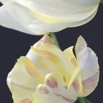 Photography titled "Flowerissimo_19064" by Michael Vdovin, Original Artwork, Digital Photography