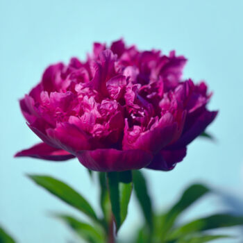 Photographie intitulée "Flowerissimo_19060" par Michael Vdovin, Œuvre d'art originale, Photographie numérique