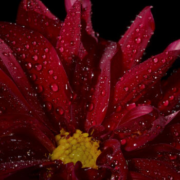 Fotografia intitolato "Flowerissimo_12059" da Michael Vdovin, Opera d'arte originale, Fotografia digitale