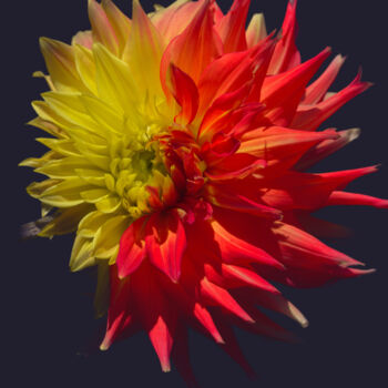 Fotografie mit dem Titel "Flowerissimo_14619" von Michael Vdovin, Original-Kunstwerk, Digitale Fotografie