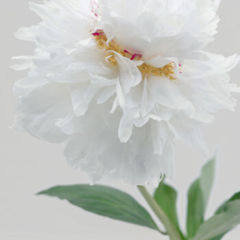 Fotografie getiteld "Flowerissimo_15480" door Michael Vdovin, Origineel Kunstwerk, Digitale fotografie