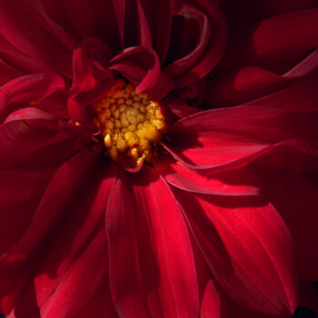 Φωτογραφία με τίτλο "Flowerissimo_11951" από Michael Vdovin, Αυθεντικά έργα τέχνης, Ψηφιακή φωτογραφία