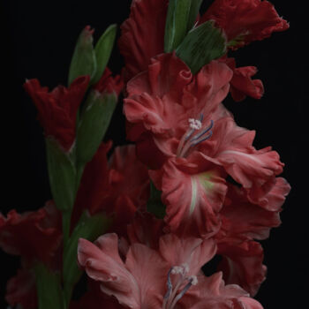 Photography titled "Flowerissimo_13125" by Michael Vdovin, Original Artwork, Digital Photography