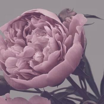 Fotografia intitolato "Flowerissimo_10327" da Michael Vdovin, Opera d'arte originale, Fotografia digitale