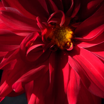 Photography titled "Flowerissimo_11946" by Michael Vdovin, Original Artwork, Digital Photography