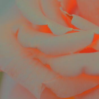 Fotografia intitolato "Flowerissimo_11779" da Michael Vdovin, Opera d'arte originale, Fotografia digitale
