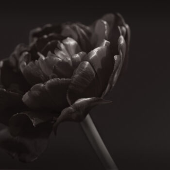 Photographie intitulée "Flowerissimo_10359" par Michael Vdovin, Œuvre d'art originale, Photographie numérique