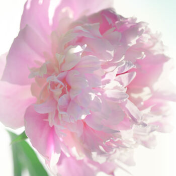 Photographie intitulée "Flowerissimo_19274" par Michael Vdovin, Œuvre d'art originale, Photographie numérique