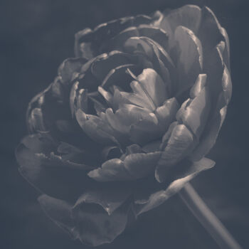 Photographie intitulée "Flowerissimo_10351" par Michael Vdovin, Œuvre d'art originale, Photographie numérique