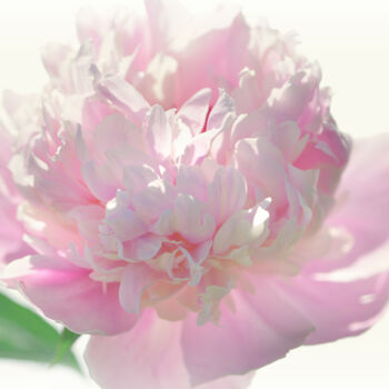 Photography titled "Flowerissimo_19271" by Michael Vdovin, Original Artwork, Digital Photography