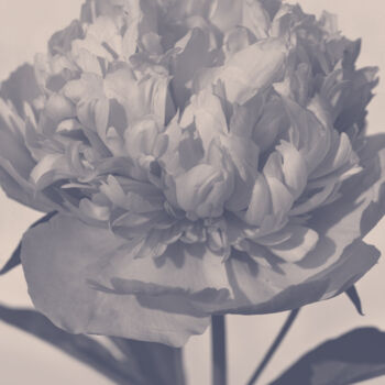 "Flowerissimo_18983" başlıklı Fotoğraf Michael Vdovin tarafından, Orijinal sanat, Dijital Fotoğrafçılık