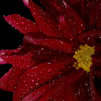 Photography titled "Flowerissimo_12058" by Michael Vdovin, Original Artwork, Digital Photography