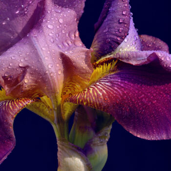 Fotografie getiteld "Flowerissimo_16707" door Michael Vdovin, Origineel Kunstwerk, Digitale fotografie