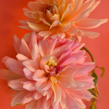 Fotografie getiteld "Flowerissimo_15476" door Michael Vdovin, Origineel Kunstwerk, Digitale fotografie