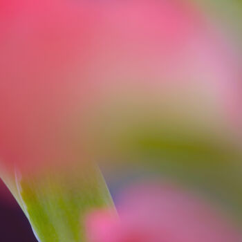 Photography titled "Flowerissimo_13595" by Michael Vdovin, Original Artwork, Digital Photography