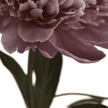 Photographie intitulée "Flowerissimo_16625" par Michael Vdovin, Œuvre d'art originale, Photographie numérique
