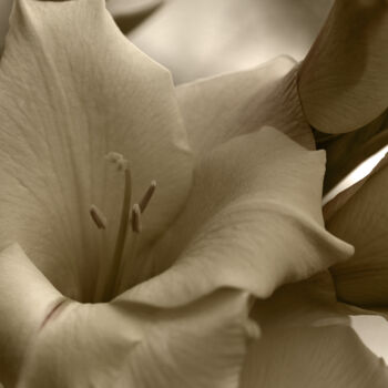 Photography titled "Flowerissimo_13209" by Michael Vdovin, Original Artwork, Digital Photography