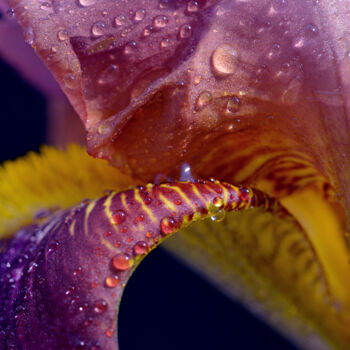 Fotografía titulada "Flowerissimo_16740" por Michael Vdovin, Obra de arte original, Fotografía digital