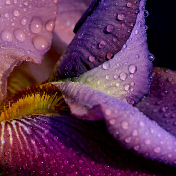 Fotografia zatytułowany „Flowerissimo_16696” autorstwa Michael Vdovin, Oryginalna praca, Fotografia cyfrowa