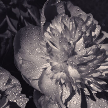 Photography titled "Flowerissimo_12176" by Michael Vdovin, Original Artwork, Digital Photography