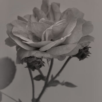Φωτογραφία με τίτλο "Flowerissimo_19137" από Michael Vdovin, Αυθεντικά έργα τέχνης, Ψηφιακή φωτογραφία