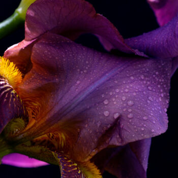 Fotografie getiteld "Flowerissimo_17559" door Michael Vdovin, Origineel Kunstwerk, Digitale fotografie