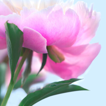 "Flowerissimo_13922" başlıklı Fotoğraf Michael Vdovin tarafından, Orijinal sanat, Dijital Fotoğrafçılık