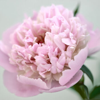 Photography titled "Flowerissimo_18773" by Michael Vdovin, Original Artwork, Digital Photography