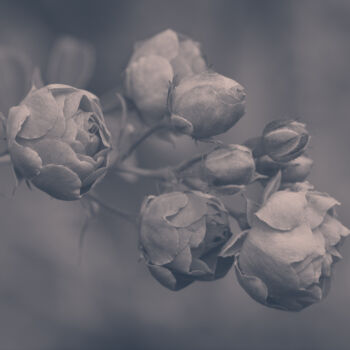 摄影 标题为“Flowerissimo_19313” 由Michael Vdovin, 原创艺术品, 数码摄影