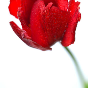 Photographie intitulée "Flowerissimo_11050" par Michael Vdovin, Œuvre d'art originale, Photographie numérique