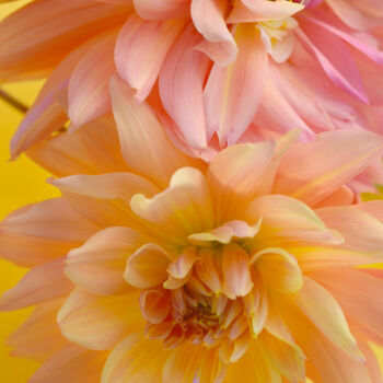 "Flowerissimo_15516" başlıklı Fotoğraf Michael Vdovin tarafından, Orijinal sanat, Dijital Fotoğrafçılık