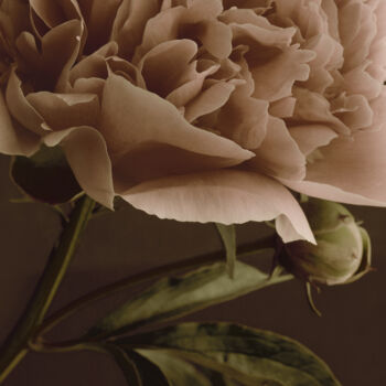 Photographie intitulée "Flowerissimo_10354" par Michael Vdovin, Œuvre d'art originale, Photographie numérique