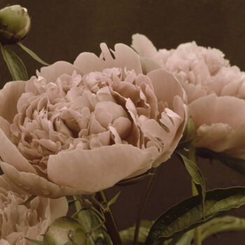 Photography titled "Flowerissimo_10030" by Michael Vdovin, Original Artwork, Digital Photography