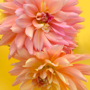 Photographie intitulée "Flowerissimo_15513" par Michael Vdovin, Œuvre d'art originale, Photographie numérique