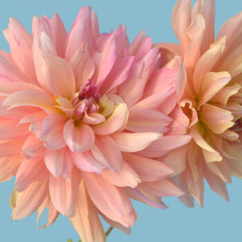 Photographie intitulée "Flowerissimo_15498" par Michael Vdovin, Œuvre d'art originale, Photographie numérique