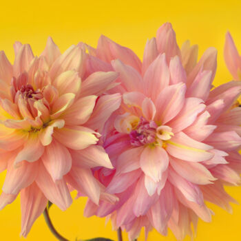 Photography titled "Flowerissimo_15429" by Michael Vdovin, Original Artwork, Digital Photography