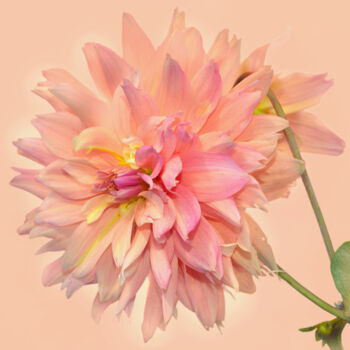 Photography titled "Flowerissimo_15407" by Michael Vdovin, Original Artwork, Digital Photography