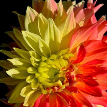 Photographie intitulée "Flowerissimo_14628" par Michael Vdovin, Œuvre d'art originale, Photographie numérique