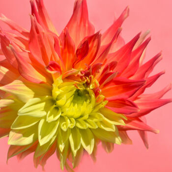 Fotografia zatytułowany „Flowerissimo_14712” autorstwa Michael Vdovin, Oryginalna praca, Fotografia cyfrowa