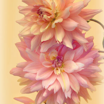 Photography titled "Flowerissimo_15430" by Michael Vdovin, Original Artwork, Digital Photography